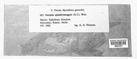 Puccinia epilobii-tetragoni image